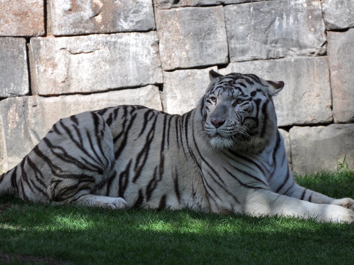 Обои тигр, трава, белый, хищник, дикая кошка, бенгальский тигр, tiger, grass, white, predator, wild cat, bengal tiger разрешение 2048x1360 Загрузить