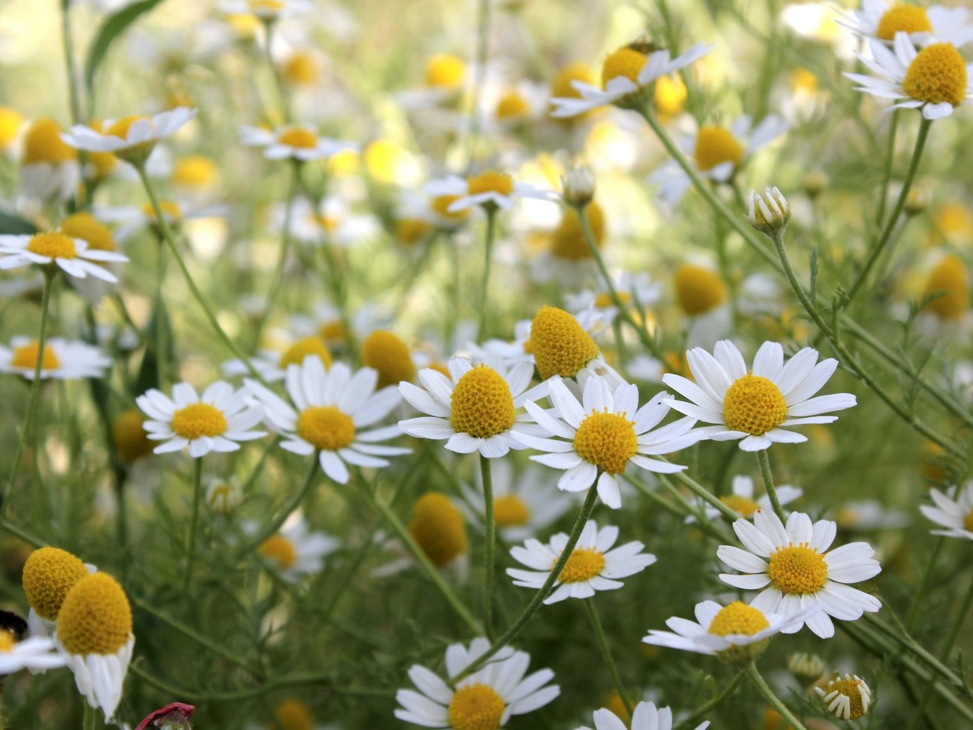 Обои цветы, лето, луг, ромашки, flowers, summer, meadow, chamomile разрешение 3600x2400 Загрузить