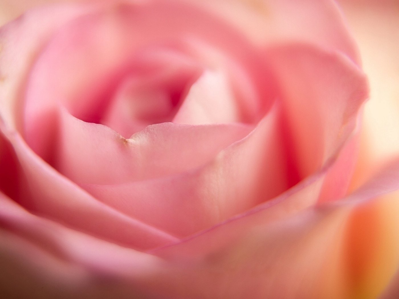 Обои макро, цветок, роза, лепестки, macro, flower, rose, petals разрешение 1920x1080 Загрузить