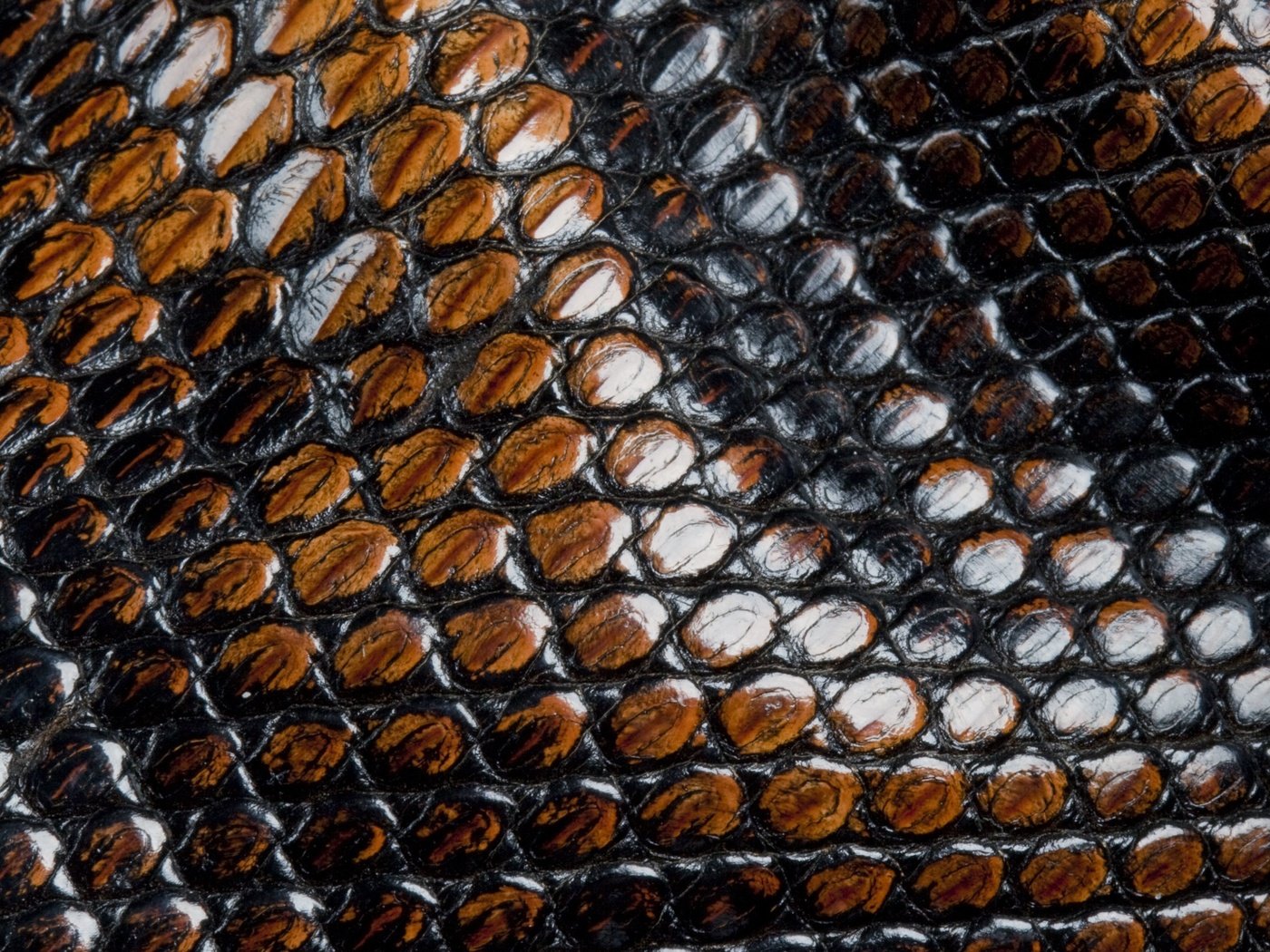 Обои кожа, змеи, чешуя, animal texture, leather, snakes, scales разрешение 3734x2367 Загрузить