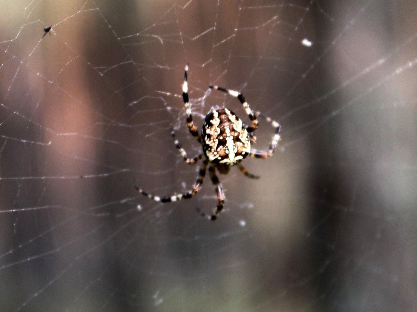 Обои паук, паутина, spider, web разрешение 1920x1080 Загрузить