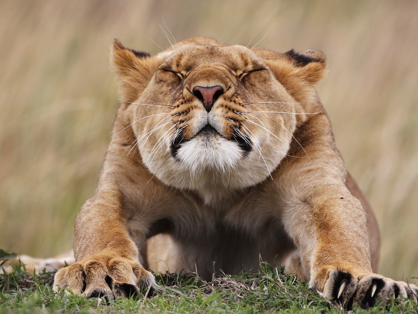 Обои хищник, львица, лежа, подтягивается, predator, lioness, lying, pulled разрешение 1920x1200 Загрузить