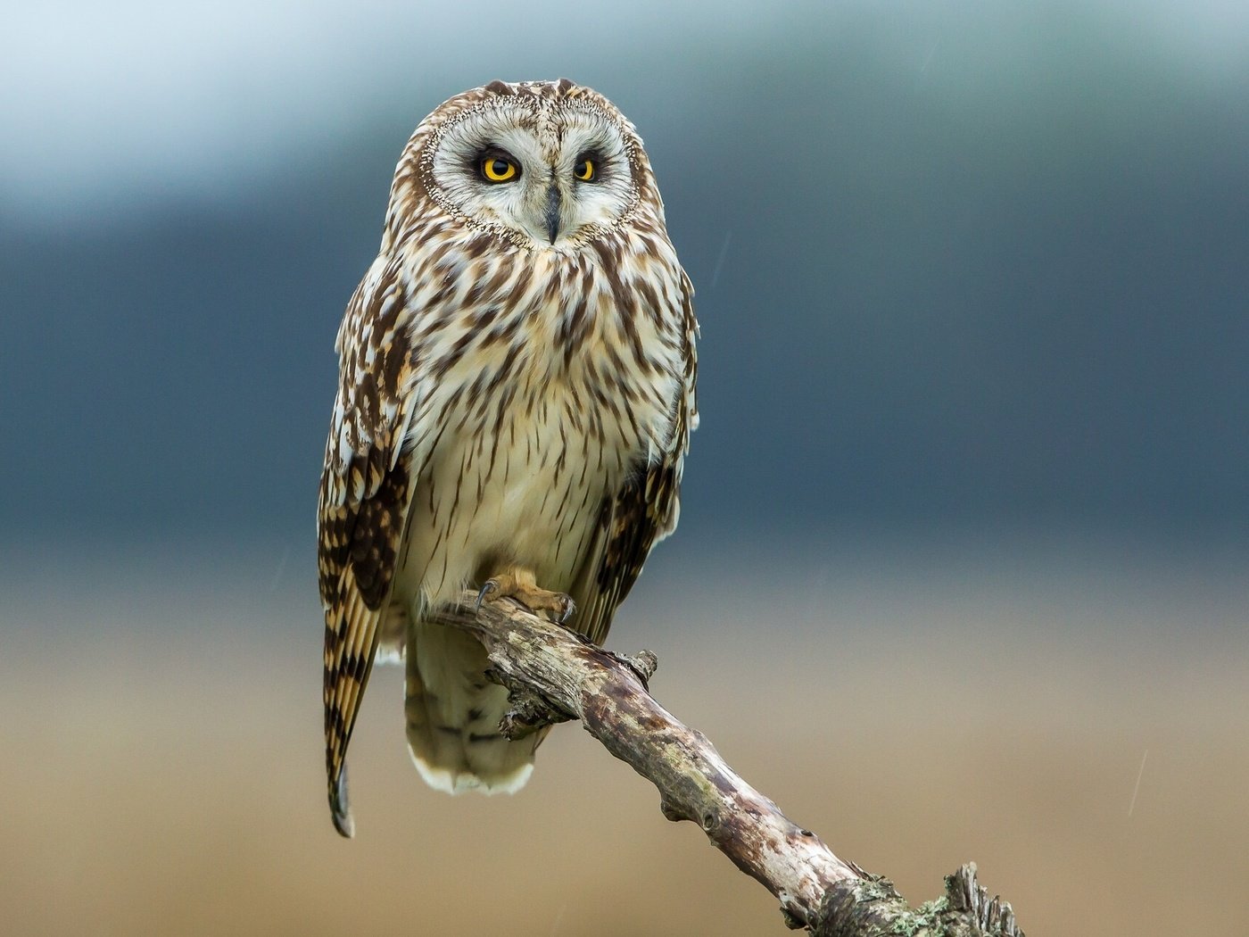 Обои сова, птица, сук, болотная сова, owl, bird, bitches, short-eared owl разрешение 2048x1280 Загрузить