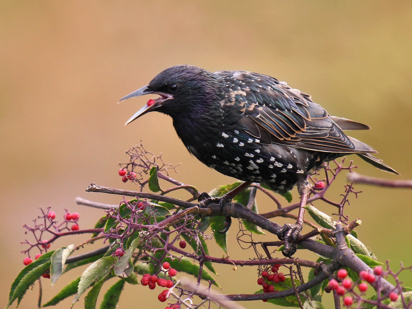 Обои ветка, листья, ягода, птицы, скворец, branch, leaves, berry, birds, starling разрешение 2877x1918 Загрузить