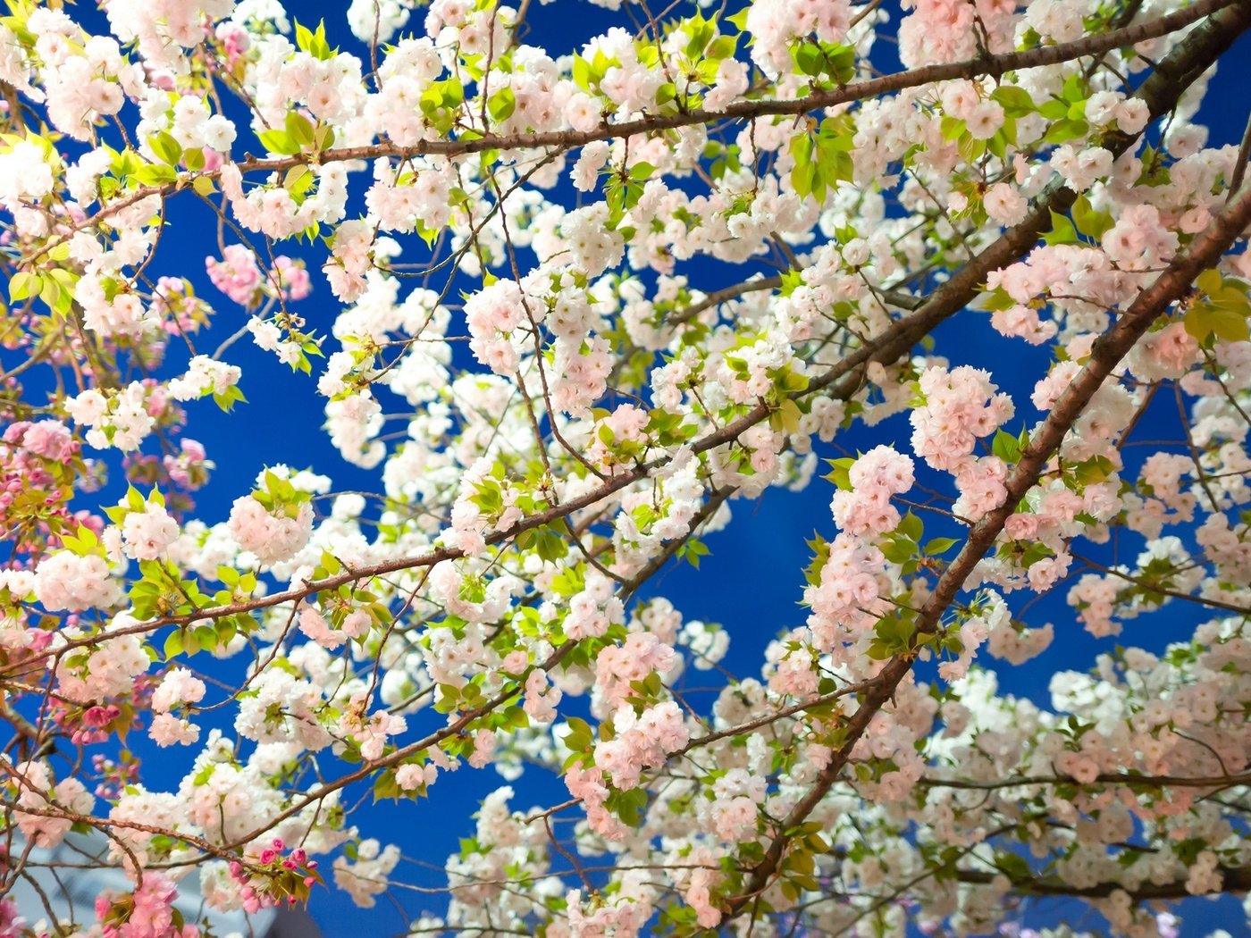 Обои цветение, весна, сакура, flowering, spring, sakura разрешение 1920x1200 Загрузить