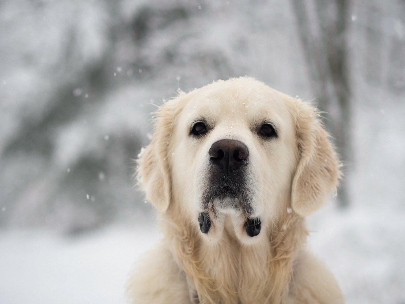 Обои снег, взгляд, собака, лабрадор, золотистый ретривер, snow, look, dog, labrador, golden retriever разрешение 1920x1200 Загрузить