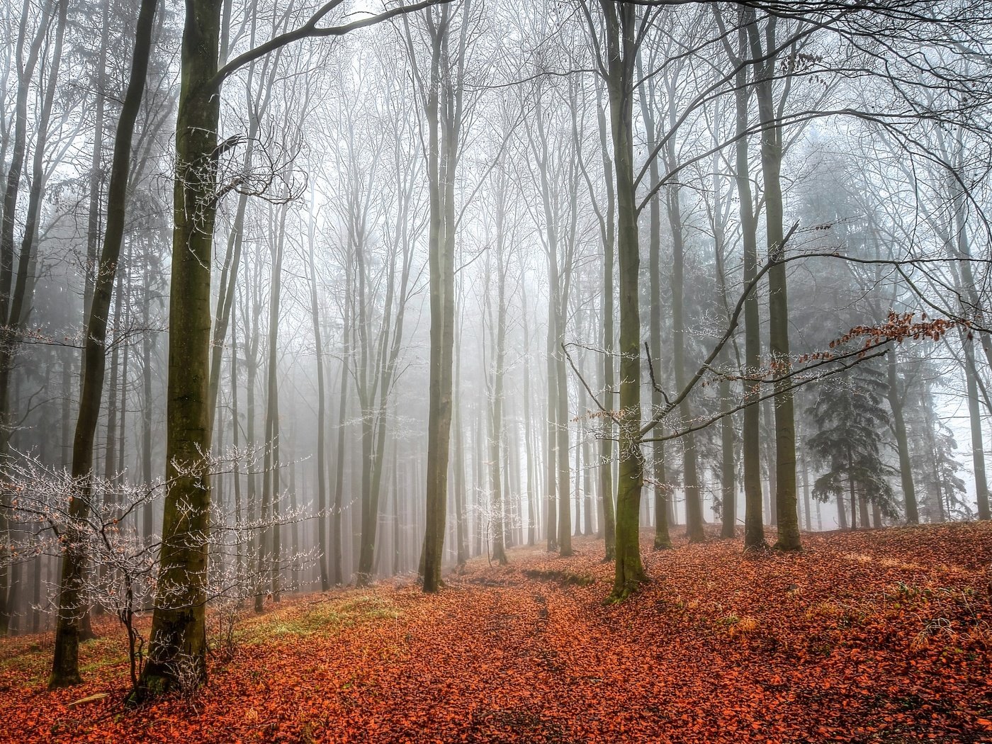 Обои деревья, лес, листья, туман, осень, trees, forest, leaves, fog, autumn разрешение 2048x1312 Загрузить