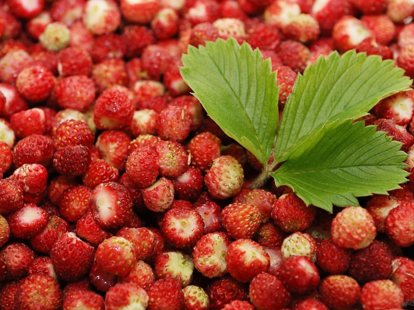 Обои фон, красная, ягоды, листик, земляника, background, red, berries, leaf, strawberries разрешение 1920x1280 Загрузить