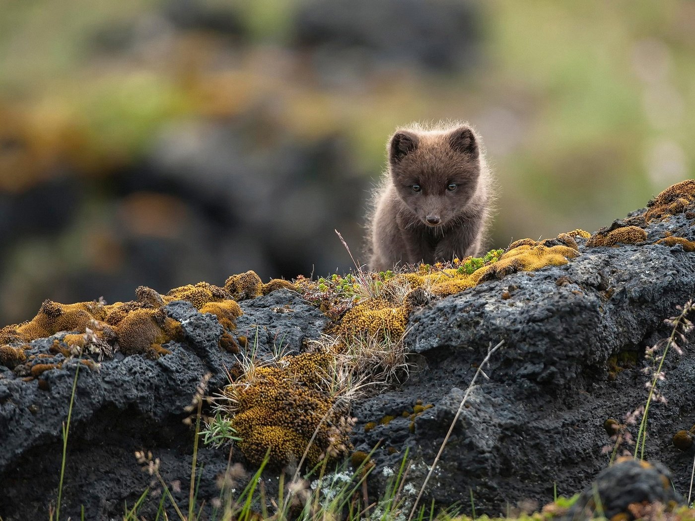 Обои скалы, природа, камни, малыш, песец, полярная лисица, alopex lagopus, rocks, nature, stones, baby, fox, polar fox разрешение 2048x1365 Загрузить