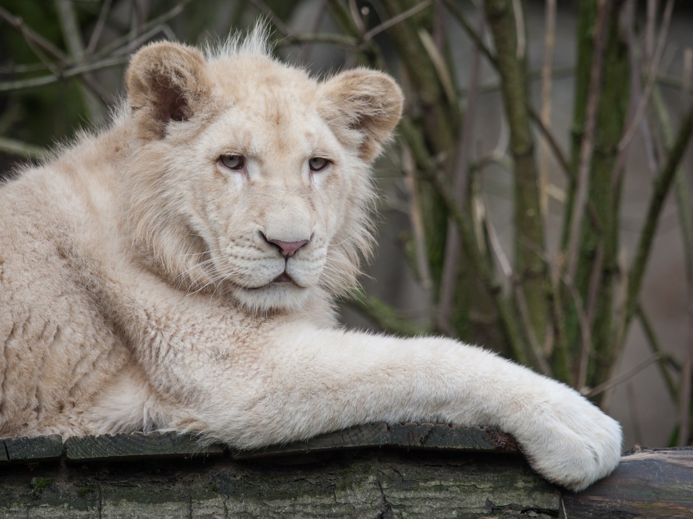 Обои взгляд, белый, лежит, доски, хищник, лев, львёнок, дикая кошка, look, white, lies, board, predator, leo, lion, wild cat разрешение 3888x2592 Загрузить