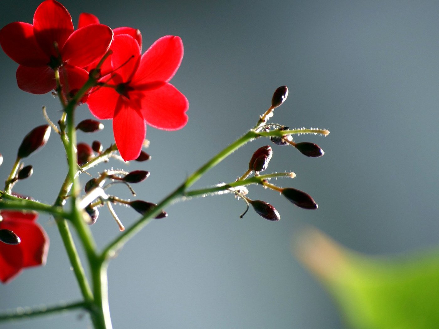 Обои цветы, листья, макро, лепестки, красные, стебель, flowers, leaves, macro, petals, red, stem разрешение 1920x1200 Загрузить