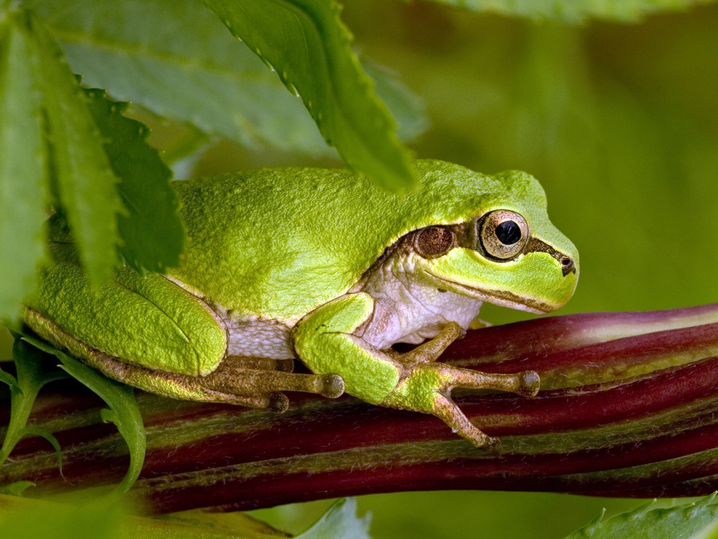 Обои поза, лягушка, зеленая, жаба,  листья, green toad, pose, frog, green, toad, leaves разрешение 1920x1200 Загрузить