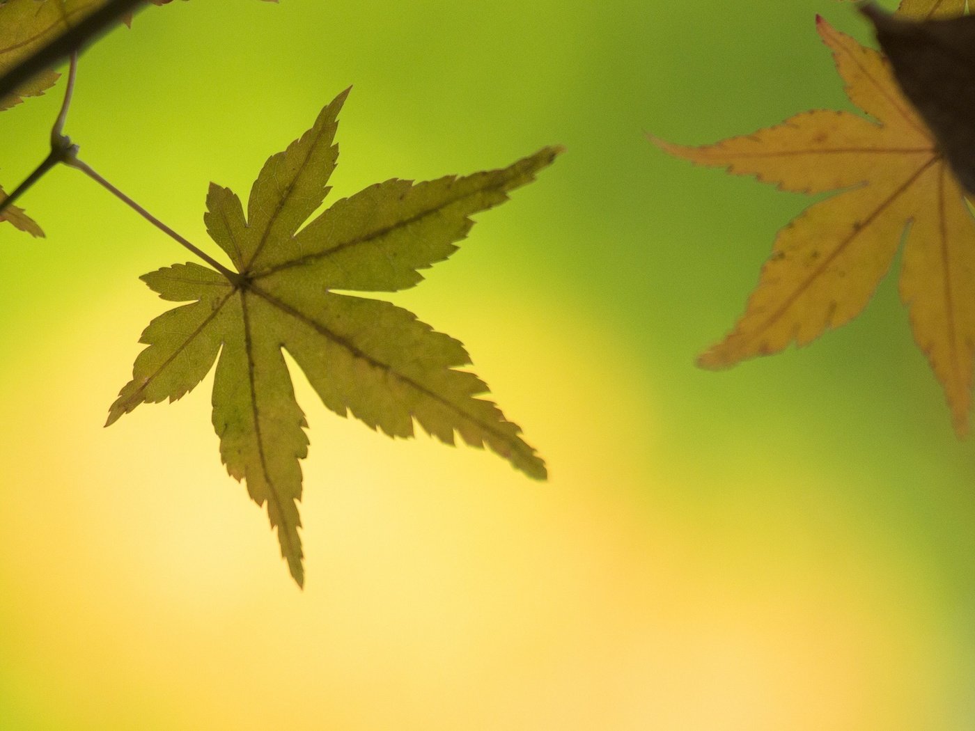 Обои природа, осень, лист, клен, nature, autumn, sheet, maple разрешение 2048x1365 Загрузить