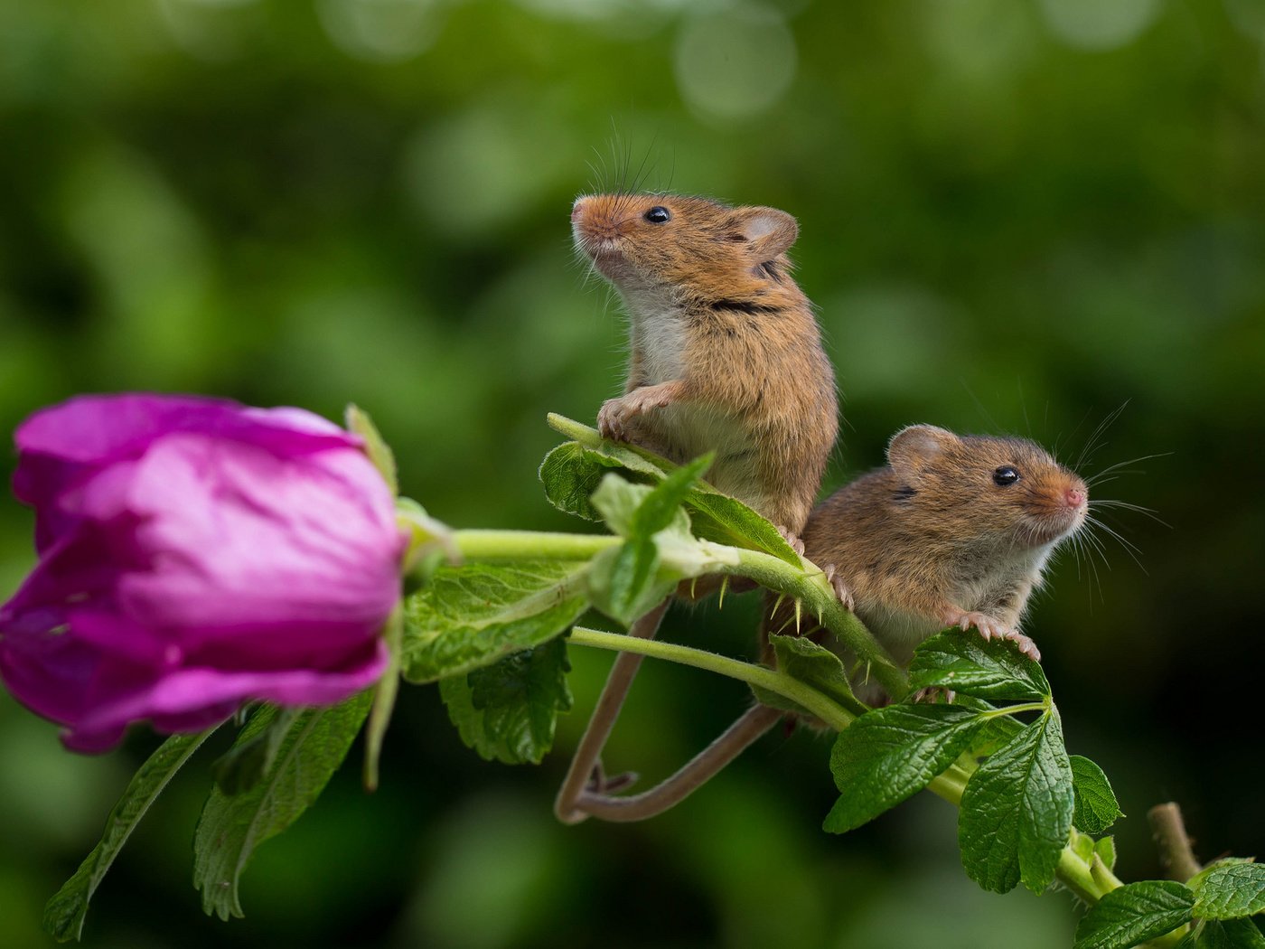 Обои полевая мышь, цветок, роза, парочка, пара, мыши, полевка, мышки, harvest mouse, мышь-малютка, flower, rose, a couple, pair, mouse, vole, the mouse is tiny разрешение 2048x1329 Загрузить