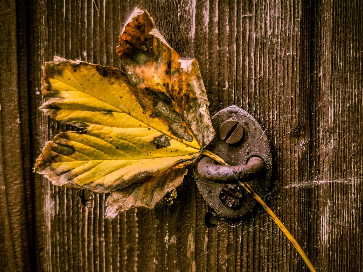 Обои макро, дверь, лист, macro, the door, sheet разрешение 2046x1303 Загрузить