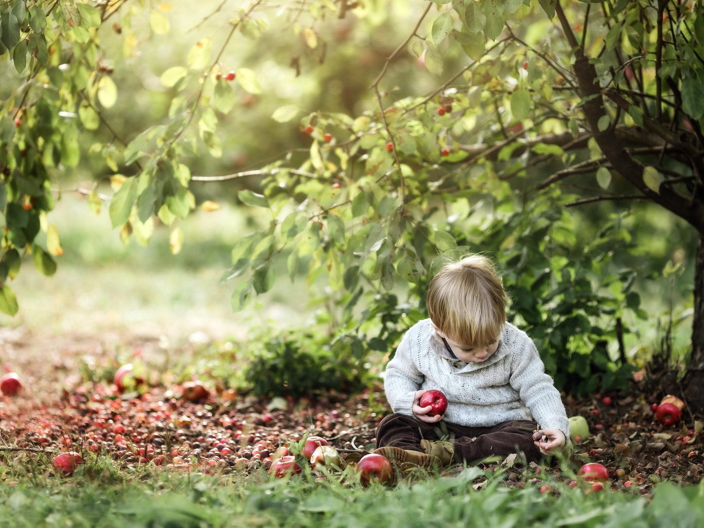 Обои природа, яблоки, мальчик, nature, apples, boy разрешение 2048x1365 Загрузить