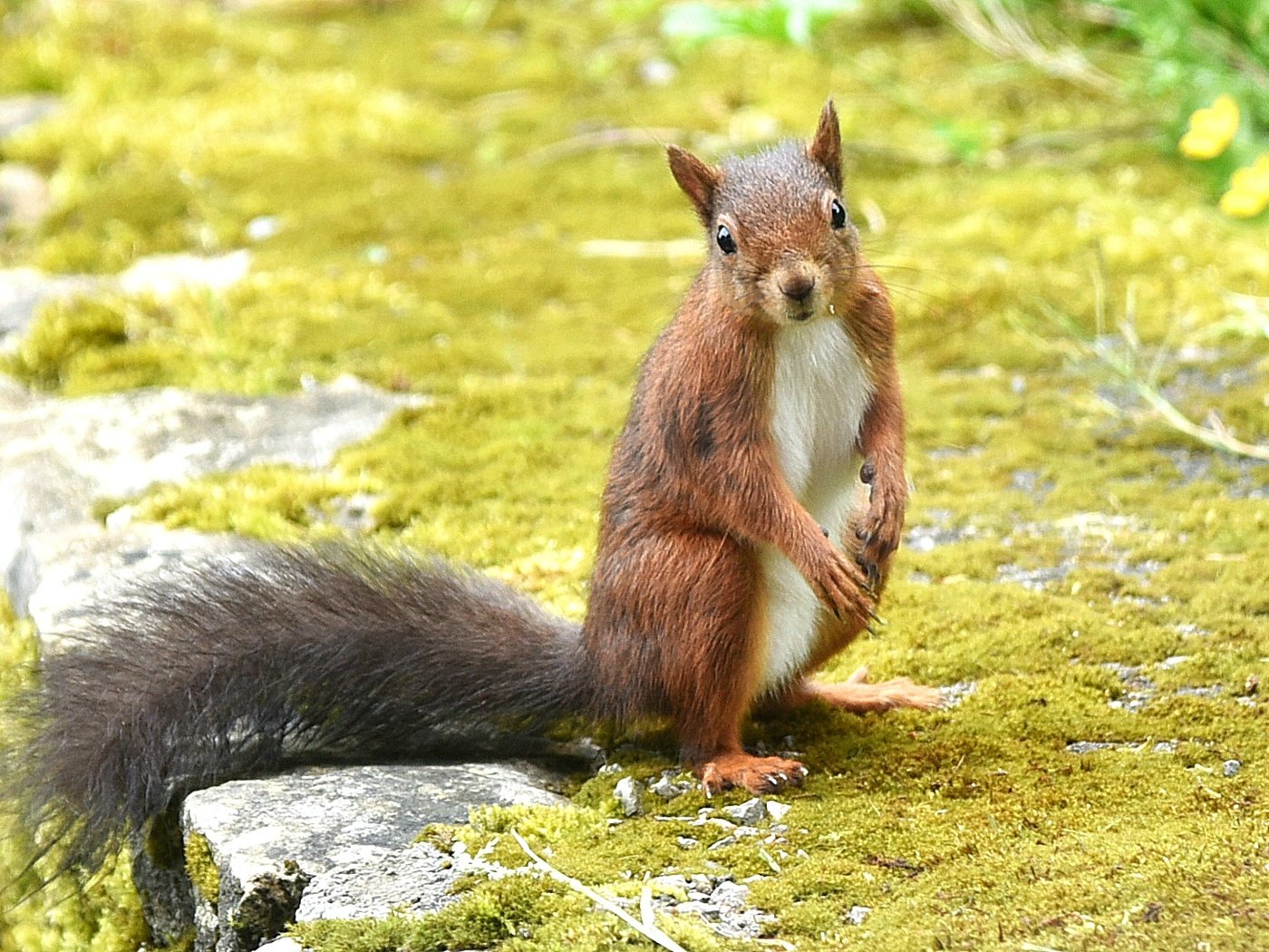 Обои взгляд, рыжая, животное, белка, зверек, белочка, грызун, look, red, animal, protein, squirrel, rodent разрешение 2024x1343 Загрузить