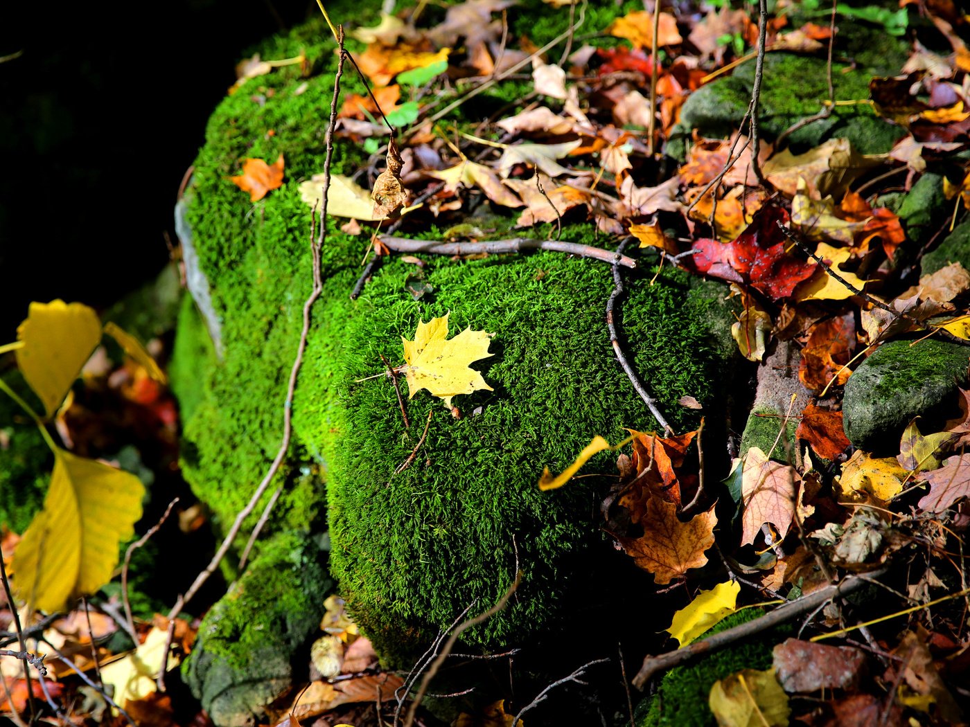 Обои природа, листья, ветки, осень, камень, мох, осенние листья, nature, leaves, branches, autumn, stone, moss, autumn leaves разрешение 2048x1365 Загрузить