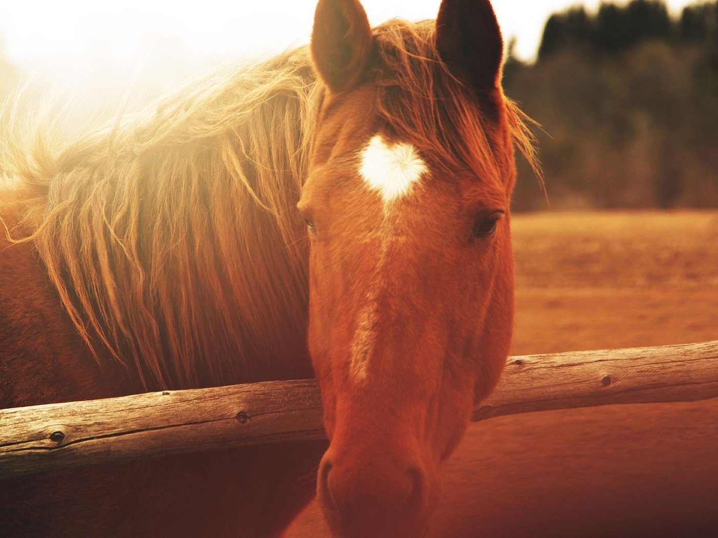 Обои лошадь, природа, забор, солнечный свет, horse, nature, the fence, sunlight разрешение 1920x1200 Загрузить