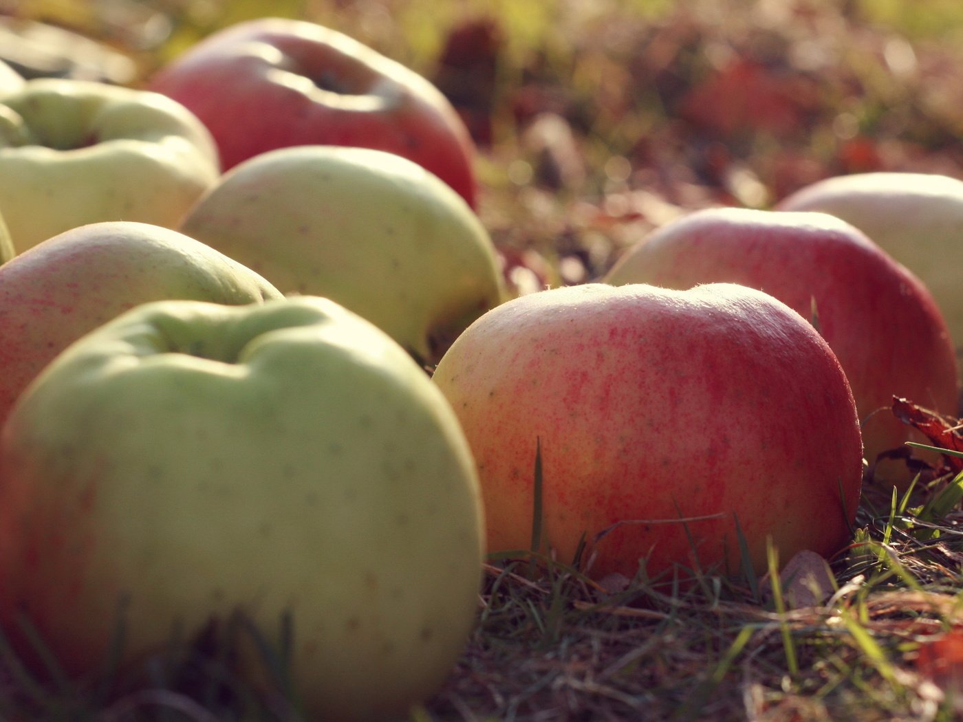 Обои природа, макро, фрукты, яблоки, nature, macro, fruit, apples разрешение 2560x1600 Загрузить