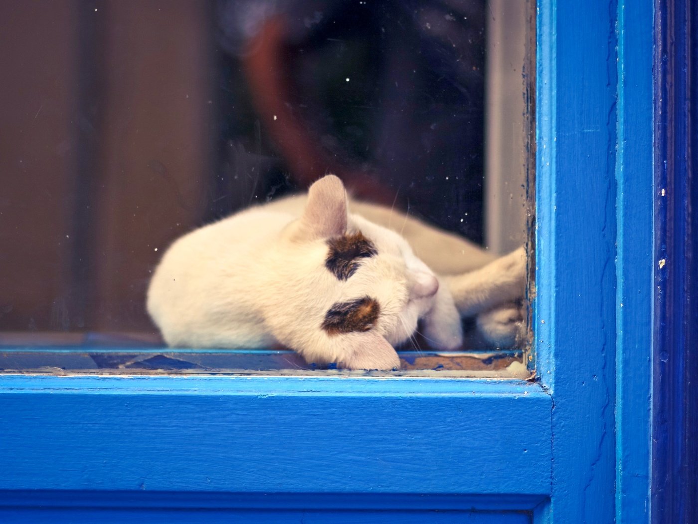 Обои кот, кошка, отдых, окно, cat, stay, window разрешение 2880x1920 Загрузить