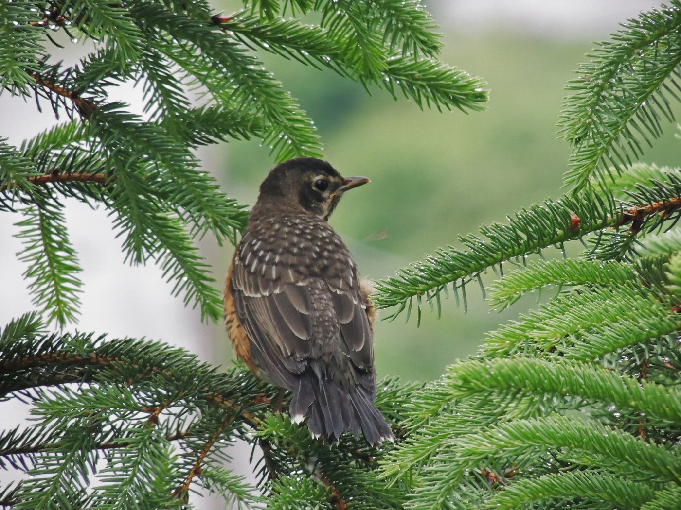 Обои природа, ветки, птица, клюв, ель, еловая ветка, nature, branches, bird, beak, spruce, spruce branch разрешение 2048x1536 Загрузить