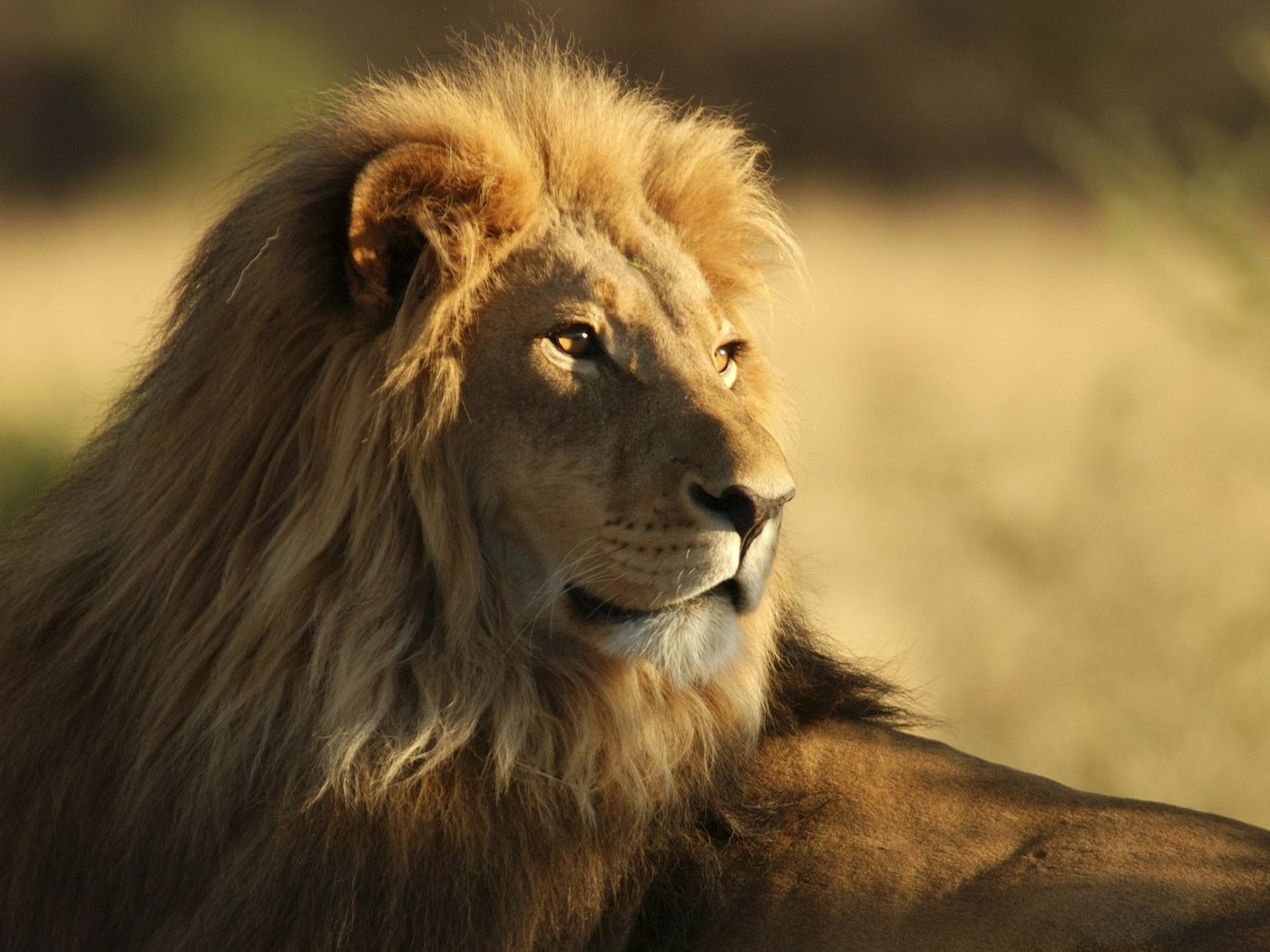 Обои африка, лев, львёнок, africa, leo, lion разрешение 2560x1600 Загрузить