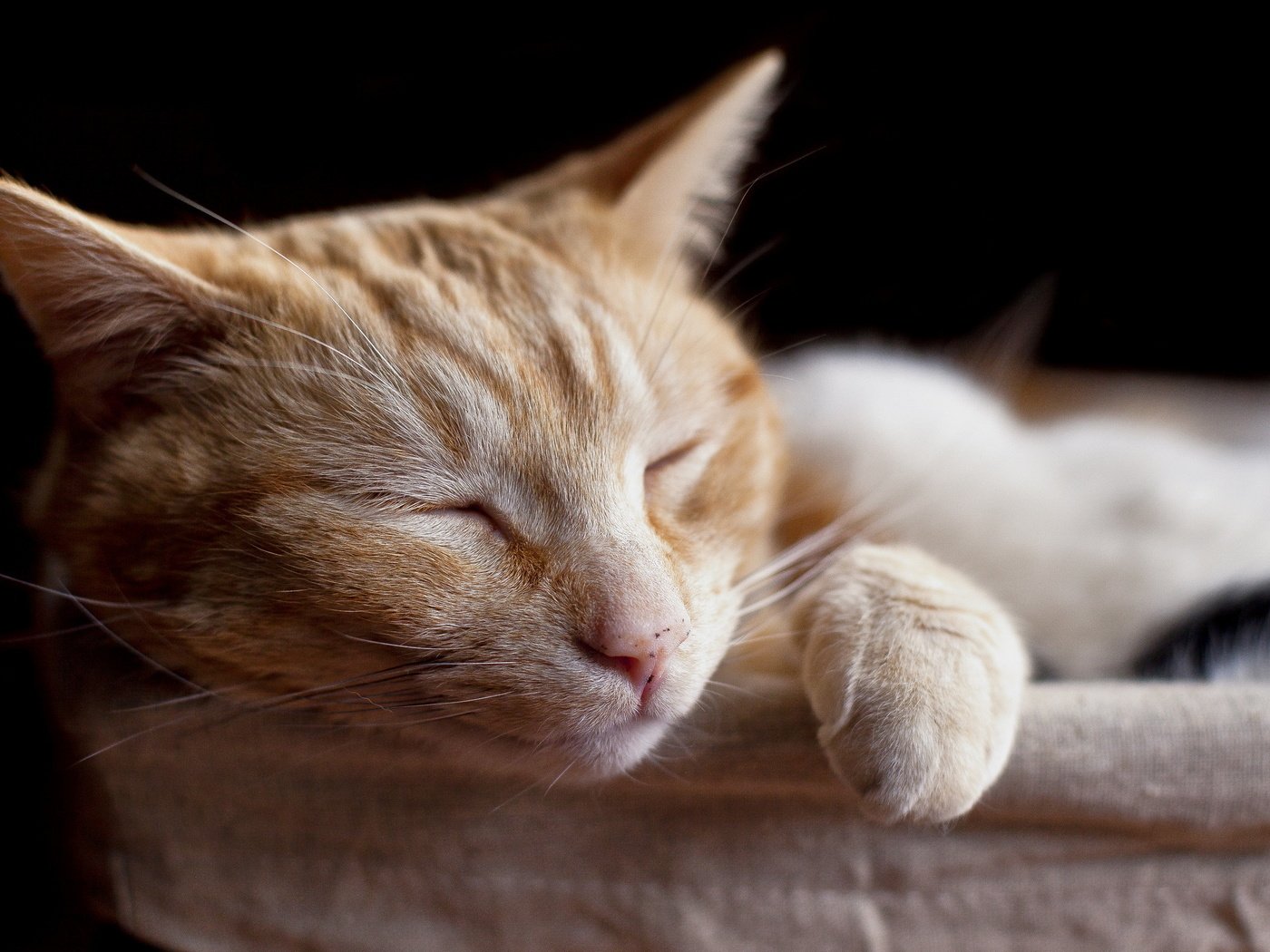 Обои кот, мордочка, кошка, сон, спит, рыжий, лапки, домашние животные, cat, muzzle, sleep, sleeping, red, legs, pets разрешение 2560x1600 Загрузить