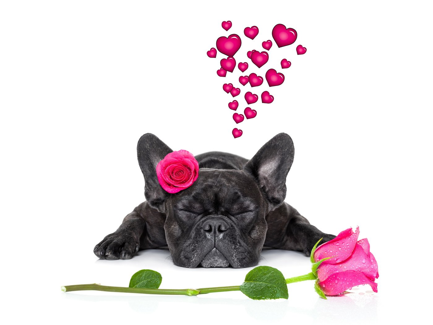 Обои розы, собака, сердце, французский бульдог, roses, dog, heart, french bulldog разрешение 6000x4000 Загрузить