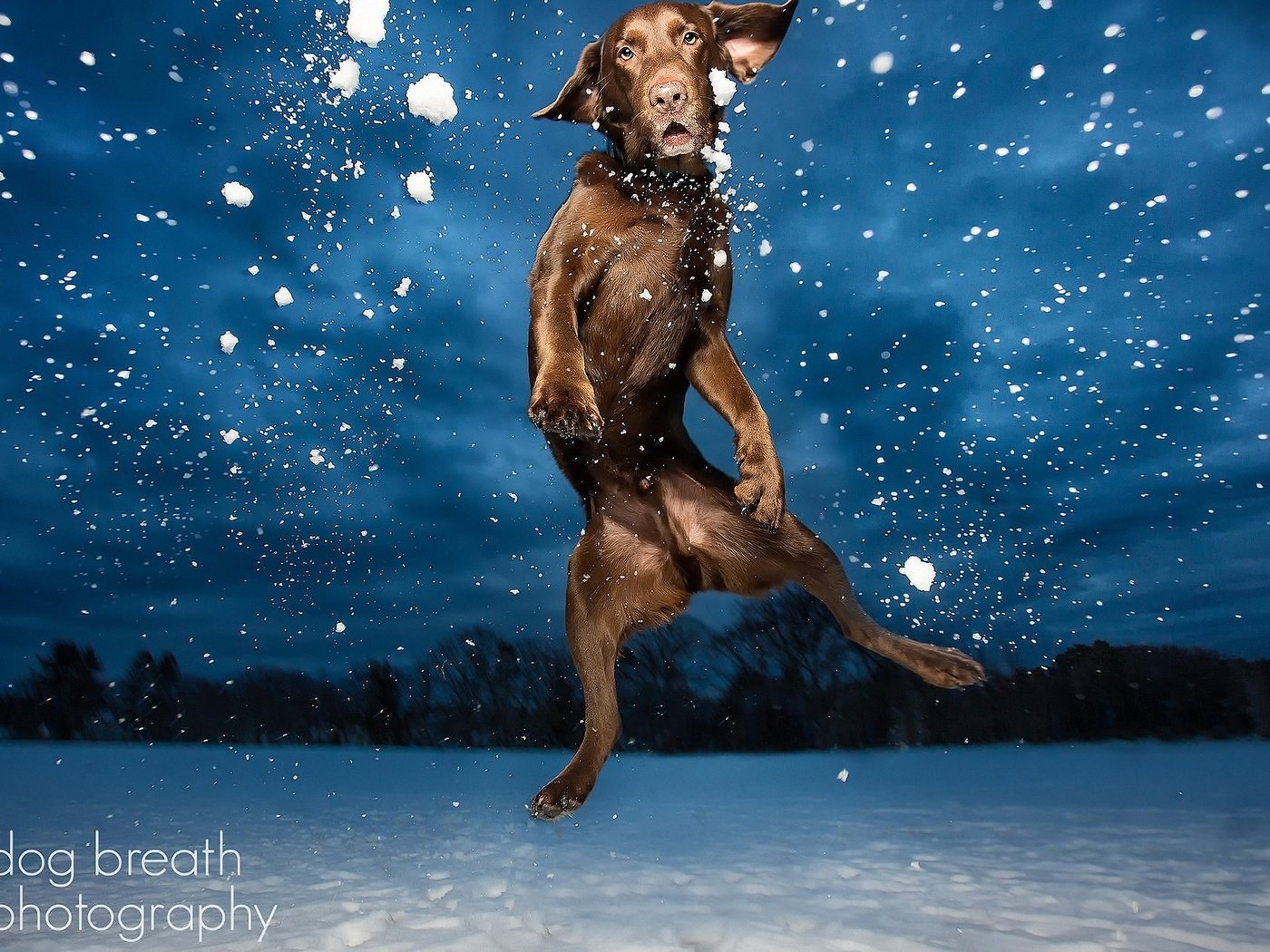 Обои фото, собака, прыгает, лобрадор, photo, dog, jumping, labrador разрешение 2560x1600 Загрузить