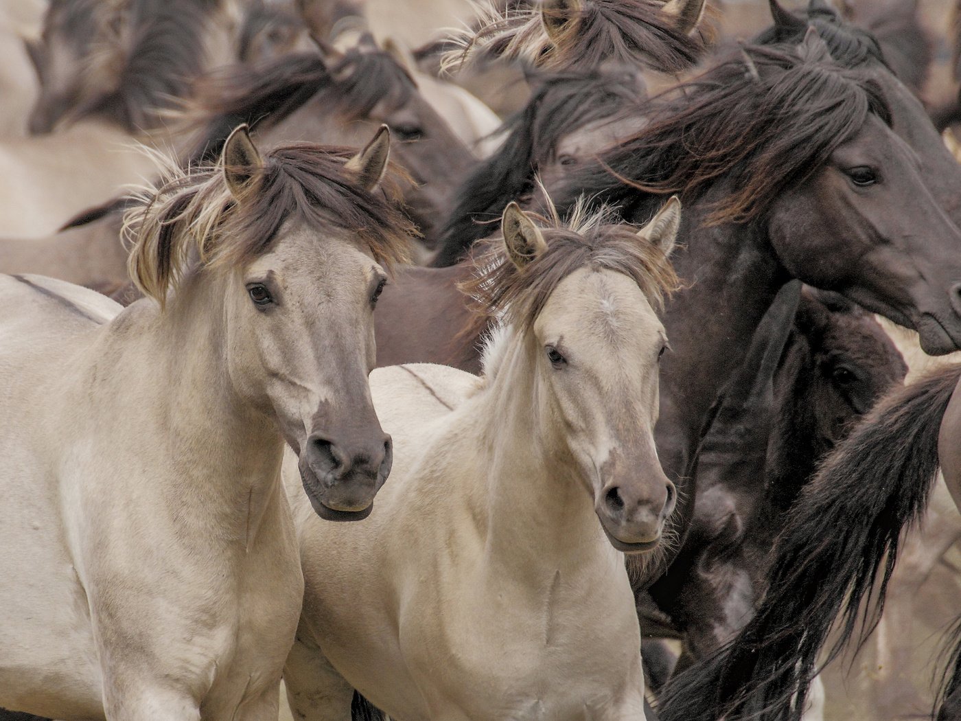 Обои лошади, кони, табун, дикие лошади, horse, horses, the herd, wild horses разрешение 3300x2000 Загрузить