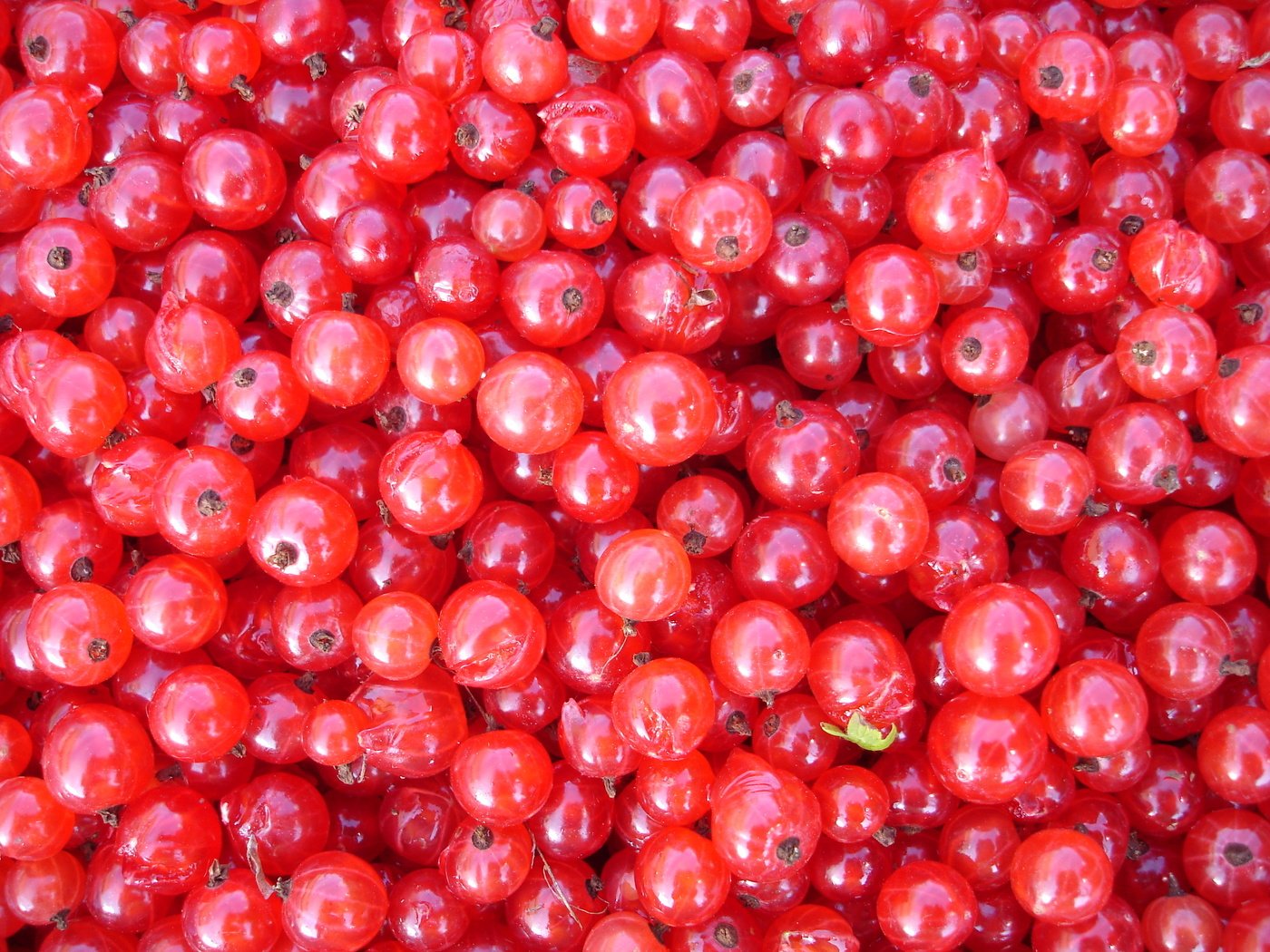 Обои еда, красная, ягоды, смородина, food, red, berries, currants разрешение 2592x1944 Загрузить