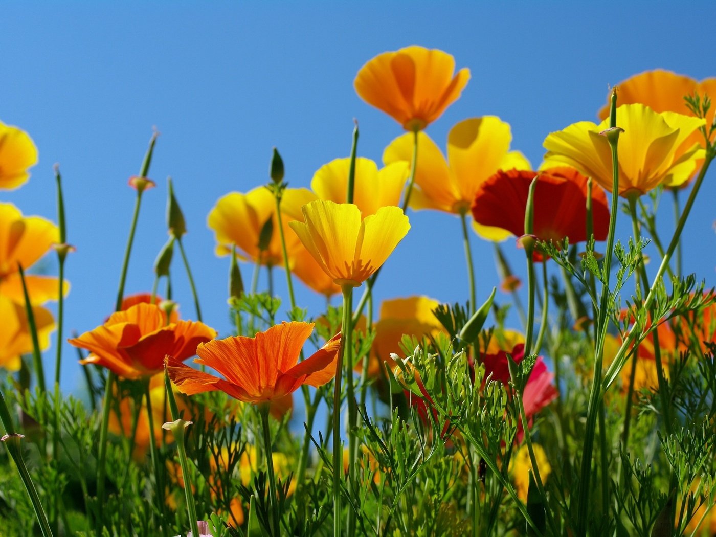 Обои небо, желтый, оранжевый, эшшольция, калифорнийский мак, the sky, yellow, orange, escholzia, california poppy разрешение 2232x1484 Загрузить