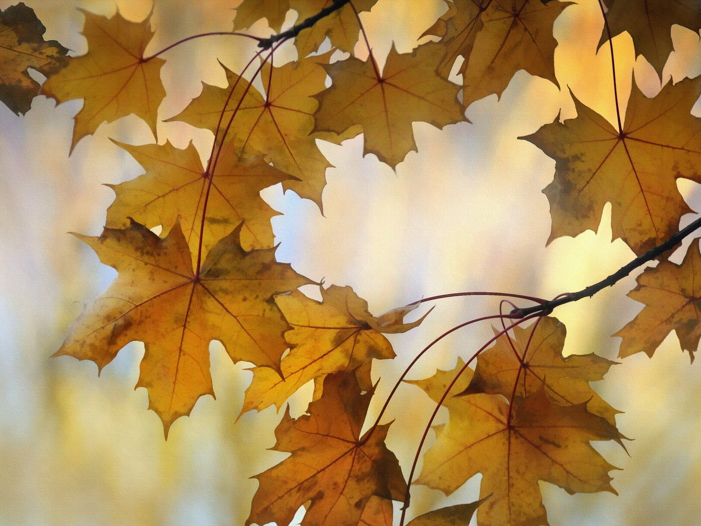 Обои природа, листья, осень, nature, leaves, autumn разрешение 3589x2190 Загрузить
