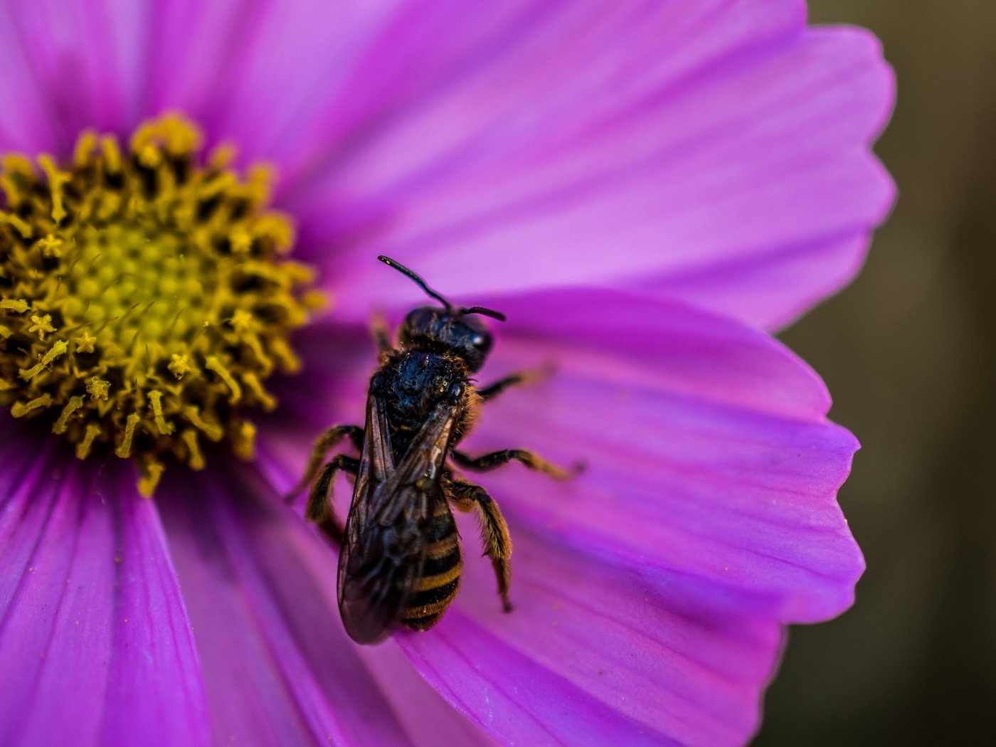 Обои макро, насекомое, цветок, пчела, оса, цветком, wasp, macro, insect, flower, bee, osa разрешение 2880x1915 Загрузить