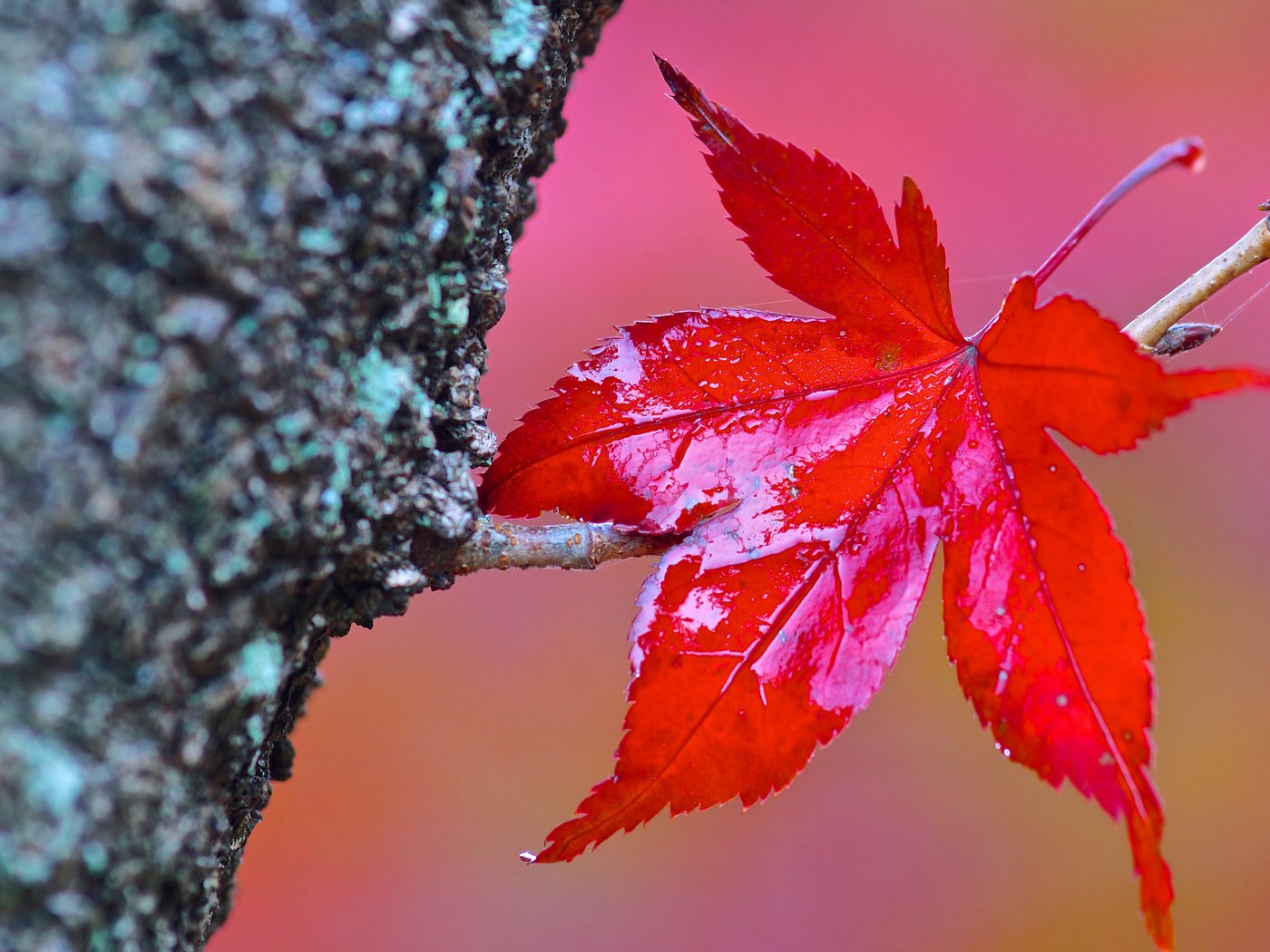 Обои дерево, макро, осень, лист, tree, macro, autumn, sheet разрешение 3840x2400 Загрузить