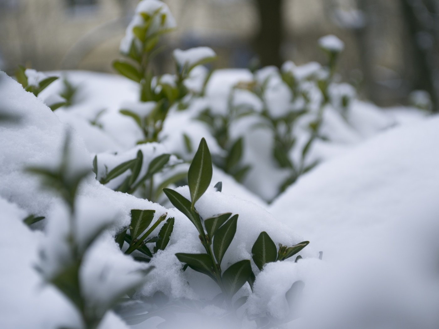 Обои снег, природа, растения, листья, зима, макро, мороз, snow, nature, plants, leaves, winter, macro, frost разрешение 4608x3072 Загрузить