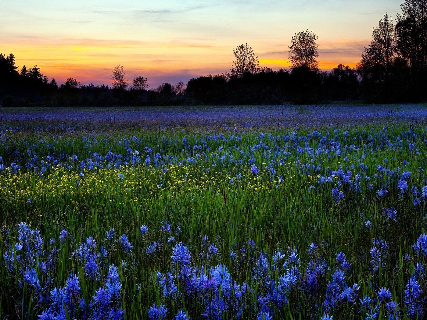 Обои небо, цветы, деревья, природа, зелень, закат, поле, луг, the sky, flowers, trees, nature, greens, sunset, field, meadow разрешение 1920x1200 Загрузить