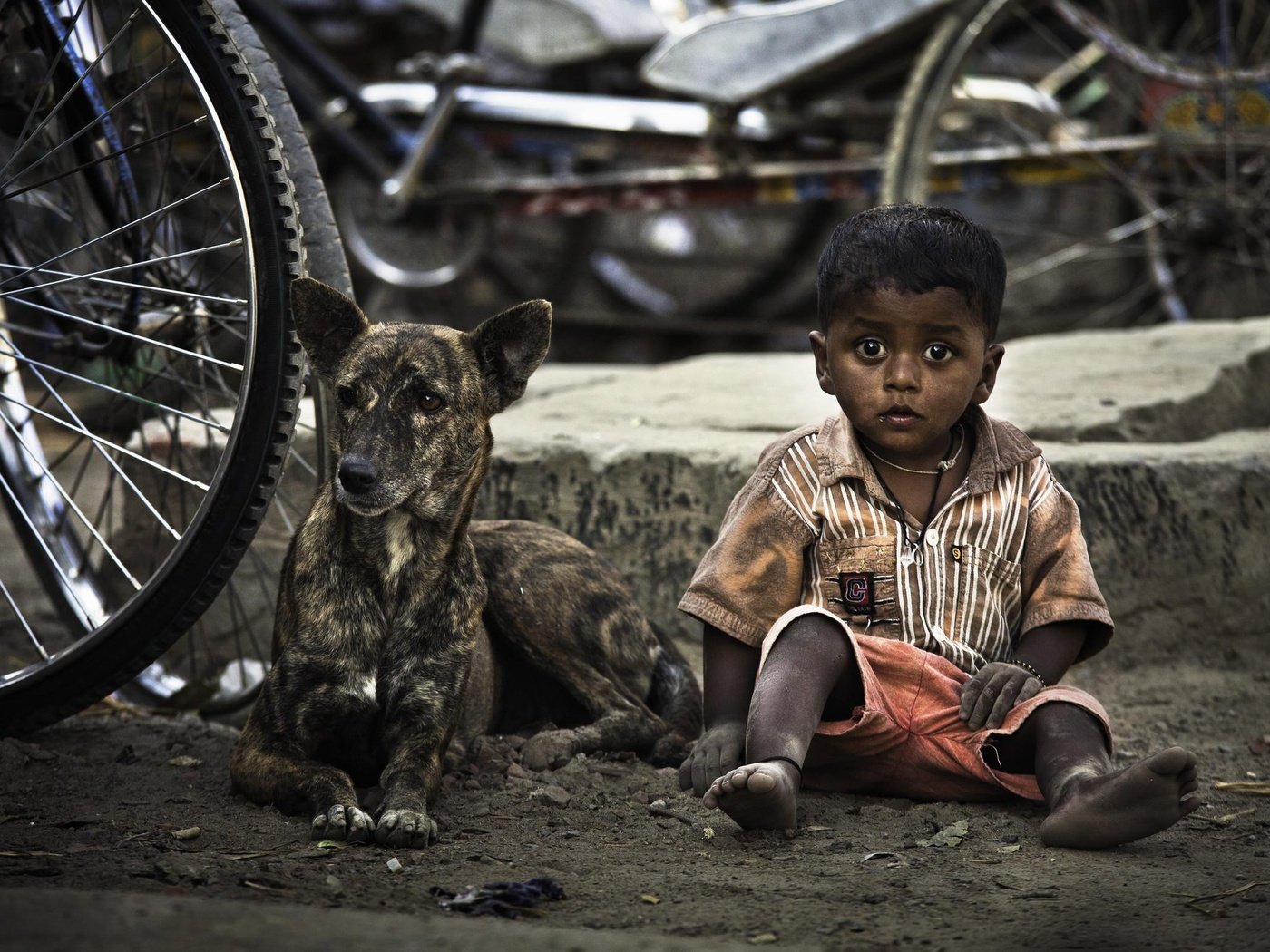 Обои собака, дети, ребенок, мальчик, велосипед, dog, children, child, boy, bike разрешение 2500x1561 Загрузить