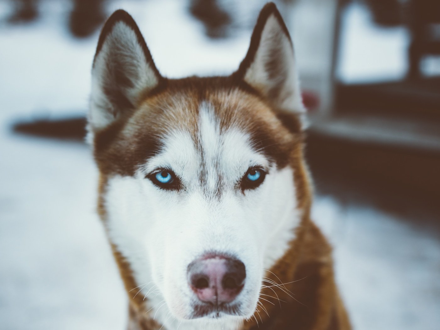 Обои глаза, мордочка, взгляд, собака, хаски, друг, eyes, muzzle, look, dog, husky, each разрешение 2048x1450 Загрузить