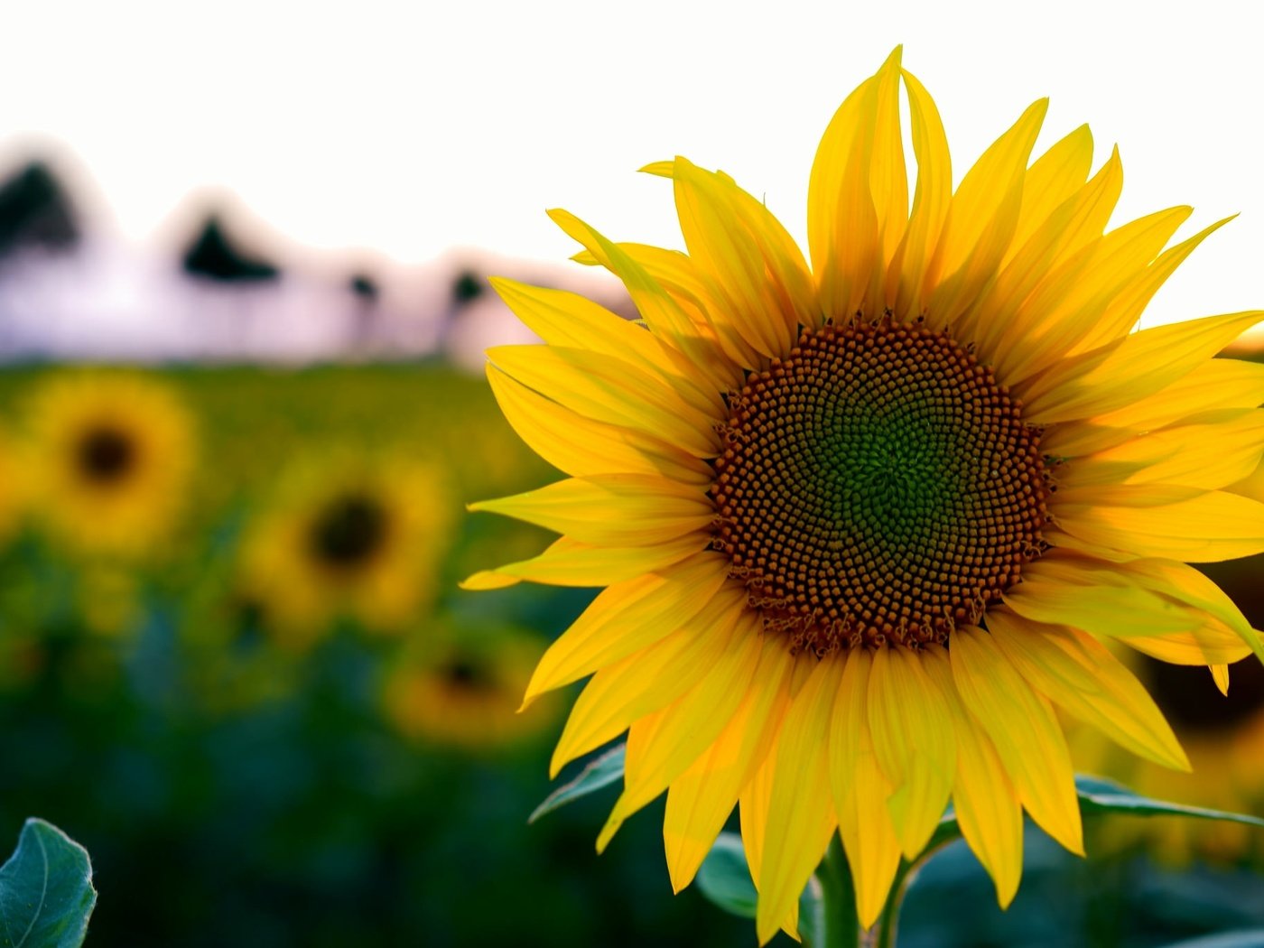 Обои цветы, поле, лето, подсолнух, боке, flowers, field, summer, sunflower, bokeh разрешение 2048x1365 Загрузить