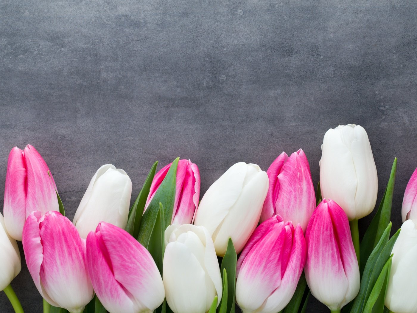 Обои цветы, пинк, букет, тюльпаны, розовые, белые, белая, тульпаны,  цветы, парное, весенние, spring, flowers, bouquet, tulips, pink, white, fresh разрешение 5472x3648 Загрузить