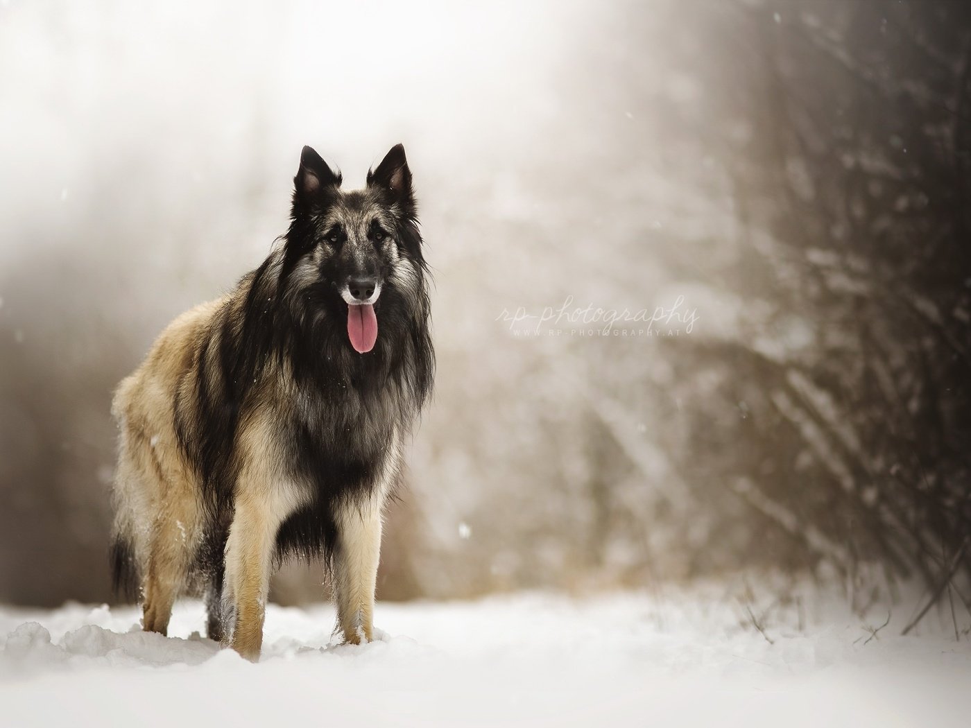 Обои снег, природа, взгляд, собака, друг, овчарка, dackelpuppy, eyko, snow, nature, look, dog, each, shepherd разрешение 2048x1408 Загрузить