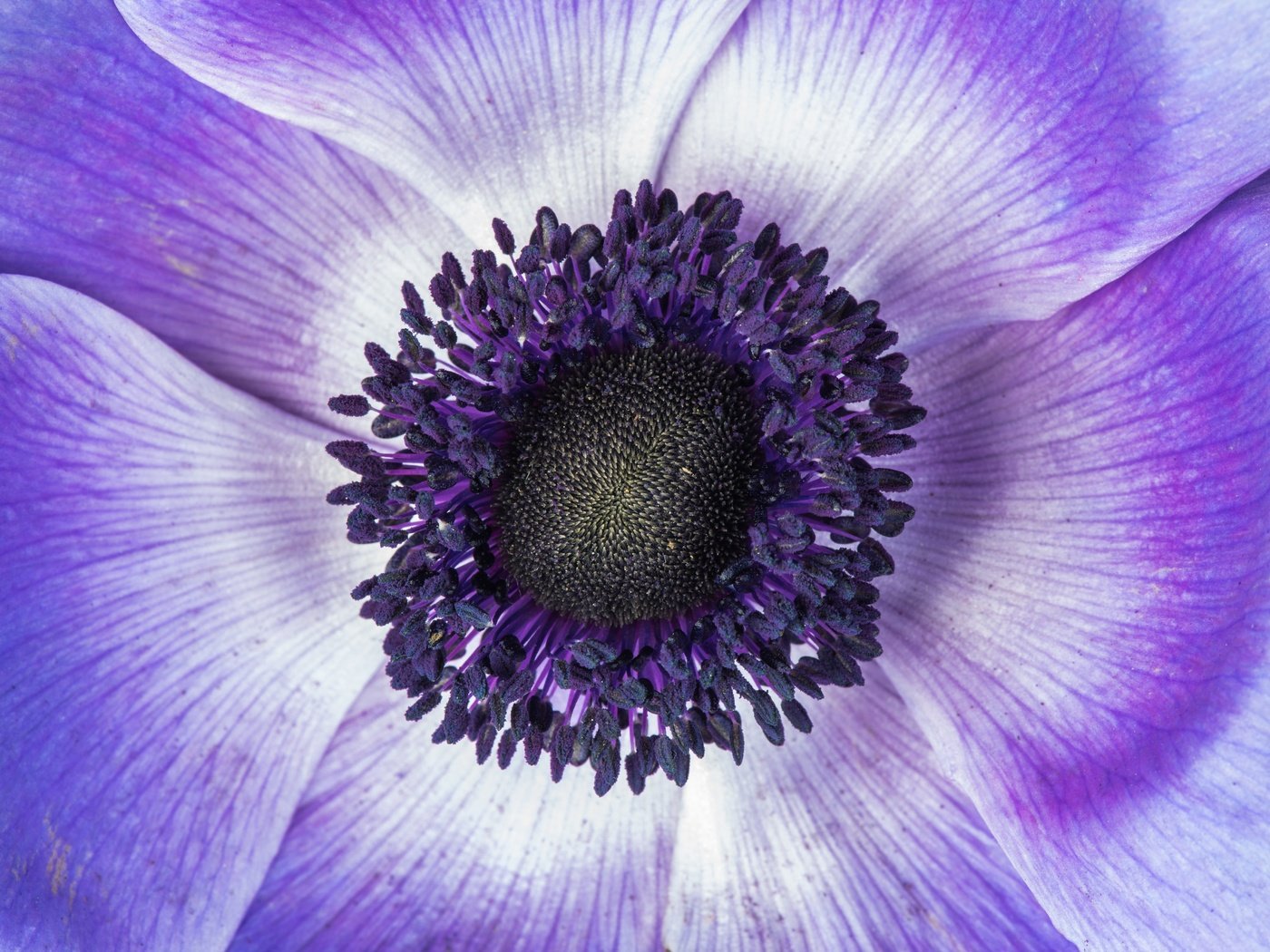 Обои макро, цветок, лепестки, фиолетовый, анемон, macro, flower, petals, purple, anemone разрешение 6016x4016 Загрузить