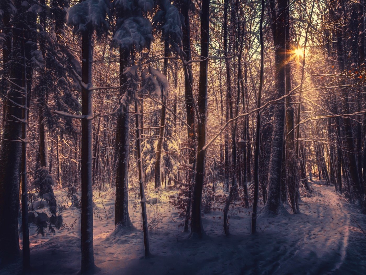 Обои деревья, снег, лес, зима, лучи солнца, trees, snow, forest, winter, the rays of the sun разрешение 2560x1600 Загрузить