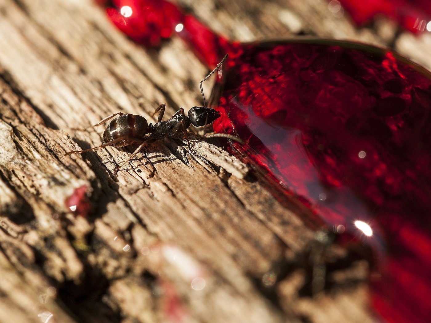 Обои дерево, макро, насекомое, капля, муравей, пьет, tree, macro, insect, drop, ant, drinking разрешение 2560x1600 Загрузить