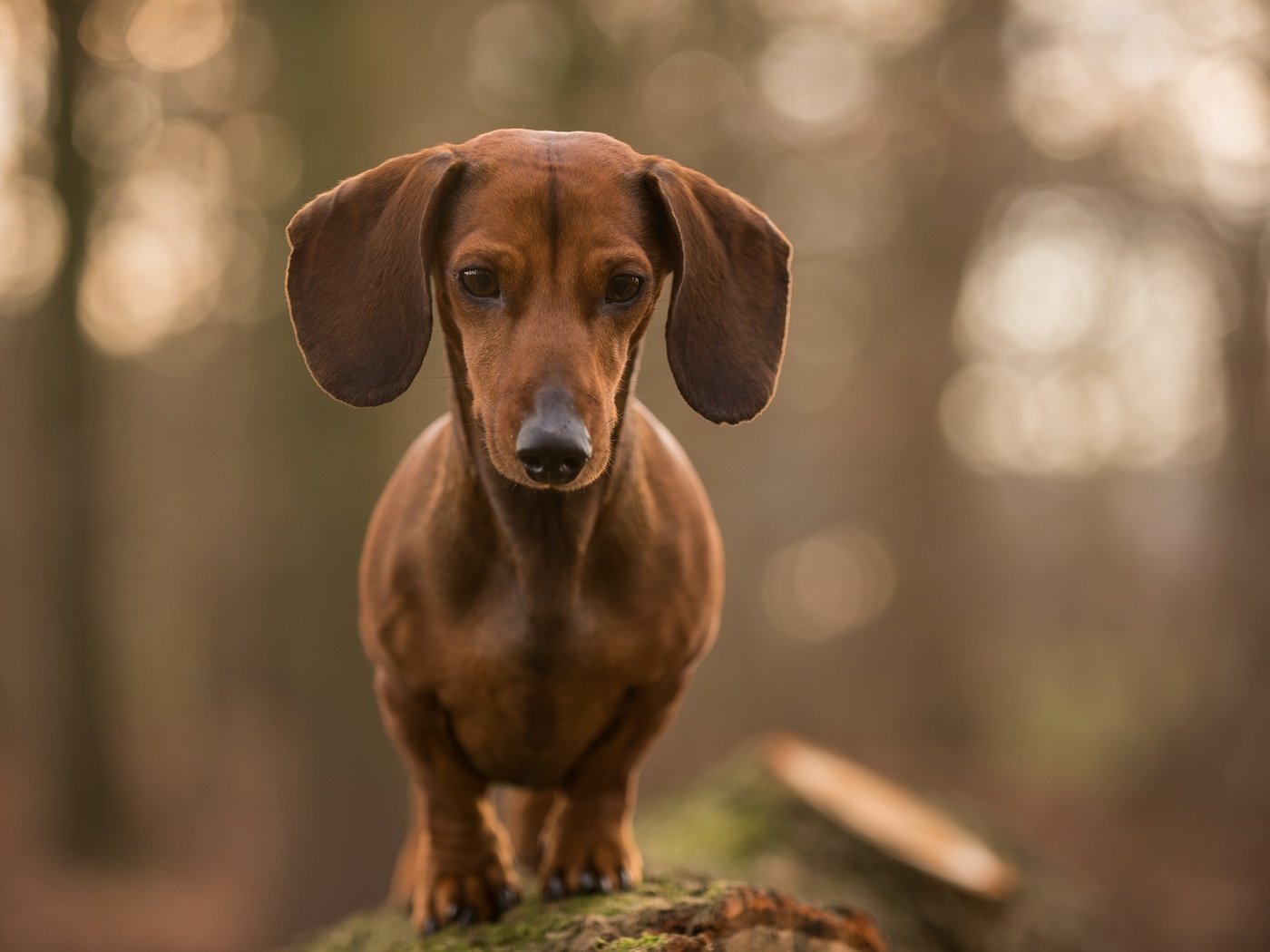 Обои морда, взгляд, собака, друг, такса, face, look, dog, each, dachshund разрешение 2557x1600 Загрузить