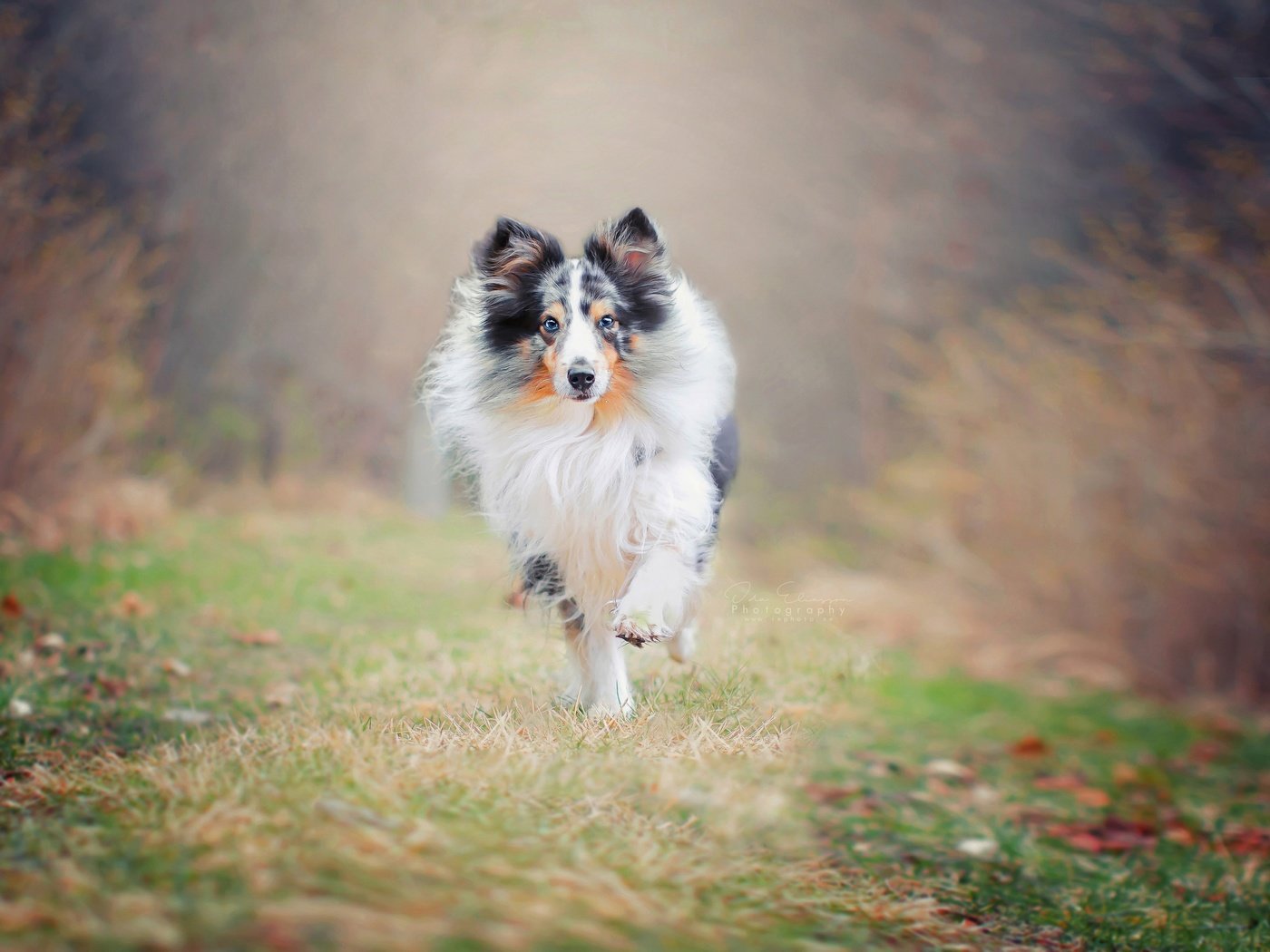 Обои природа, фон, собака, друг, бег, колли, nature, background, dog, each, running, collie разрешение 2560x1707 Загрузить