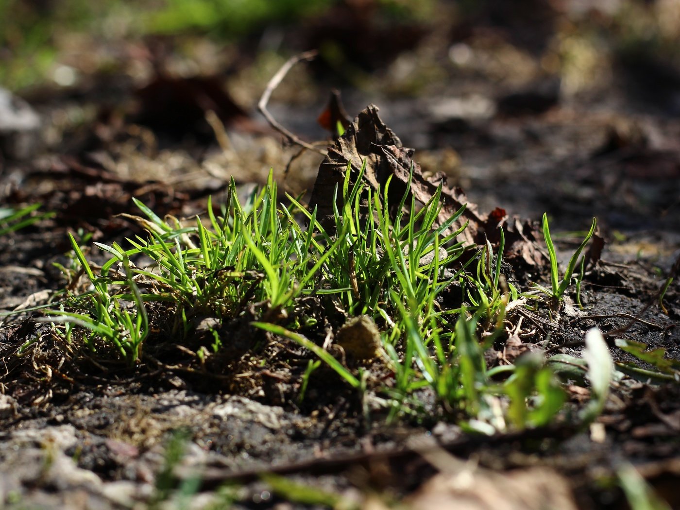 Обои трава, земля, природа, зелень, макро, фон, grass, earth, nature, greens, macro, background разрешение 5184x3456 Загрузить