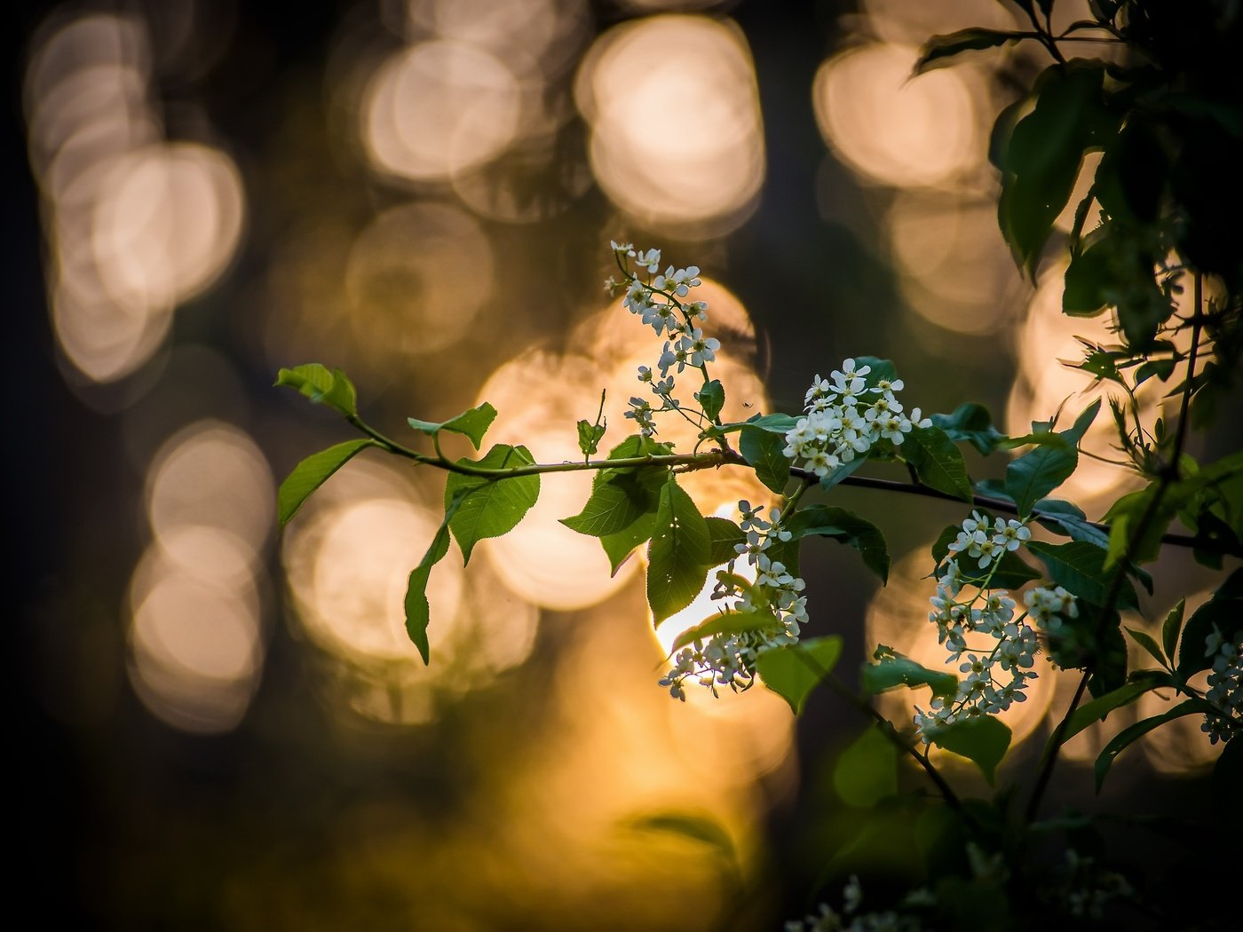 Обои ветка, дерево, цветение, листья, весна, черемуха, branch, tree, flowering, leaves, spring, cherry разрешение 2560x1708 Загрузить